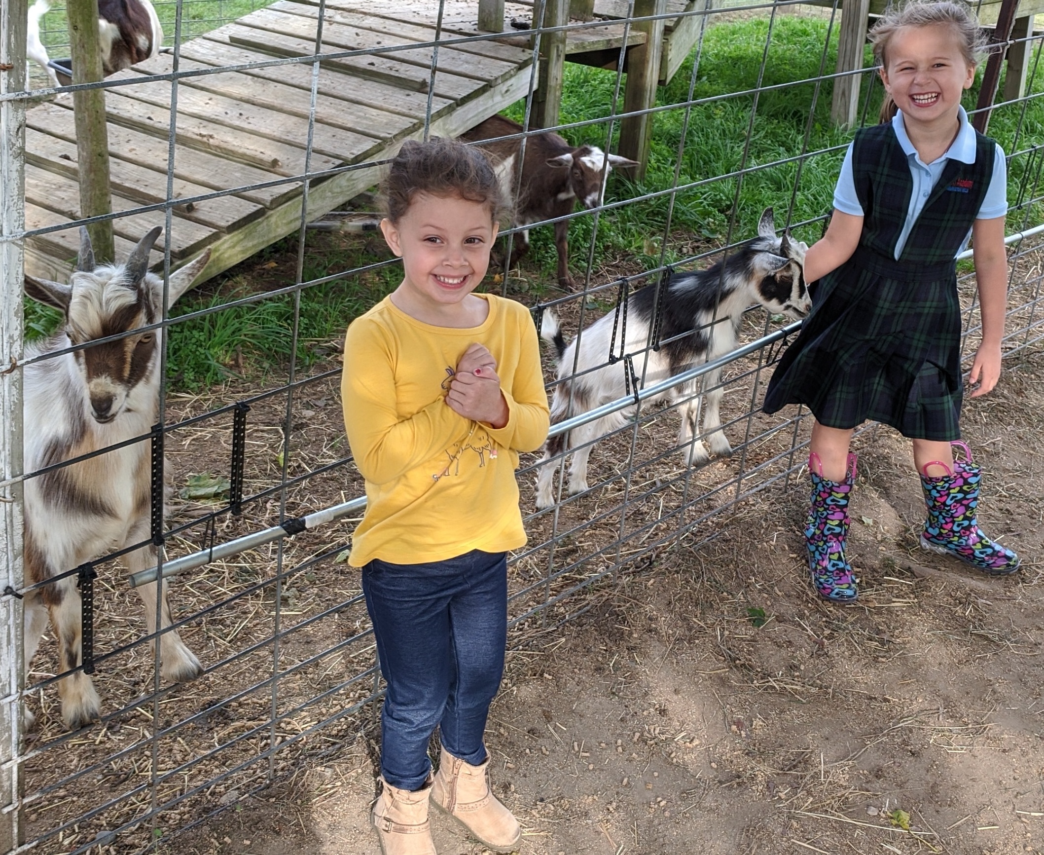 Children meeting goats during a summer program farm visit